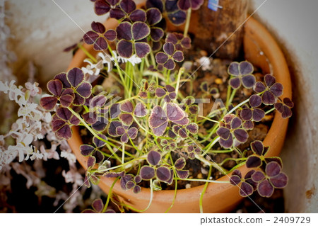 Four leaves clover 2409729