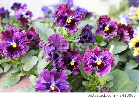 pansy, purple, elegance 2410065