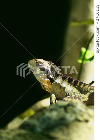 reptile, a lizard, lizard 2410119