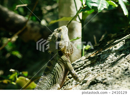 reptile, a lizard, lizard 2410129