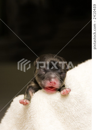 Chihuahua Puppy 2410489