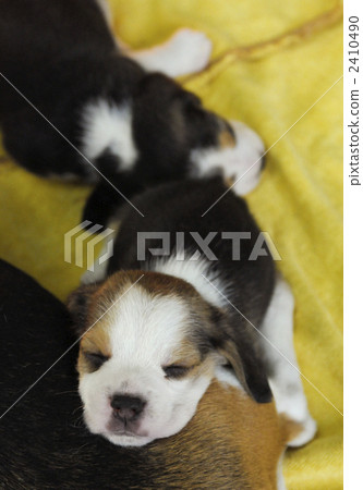 小獵犬小狗 2410490