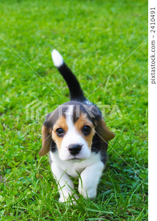 Beagle Beagle 2410491