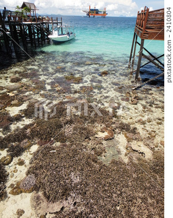 The tide drifted off by the tide and the coral dried up 2410804
