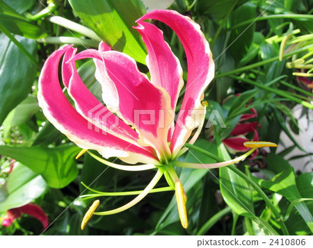 Gloriosa 2410806