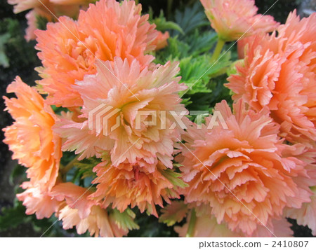 Elatiol Begonia 2410807