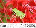 frog, frogs, tree frog 2410880