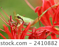 frog, frogs, tree frog 2410882