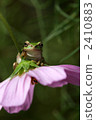 amphibian, amphibians, an amphibian 2410883