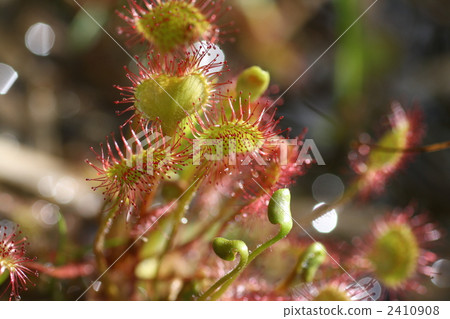 威爾士洋蔥 2410908