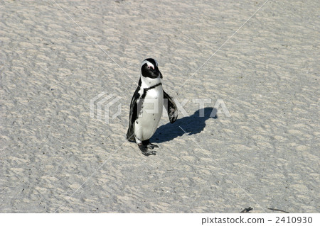 企鵝 企鵝 2410930