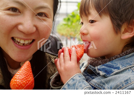 草莓狩獵父母和孩子 2411167