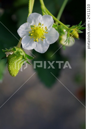 草莓花 2411210