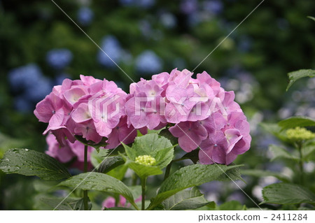 hydrangea   2411284