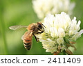 White clover * 1 White clover * 1 2411409