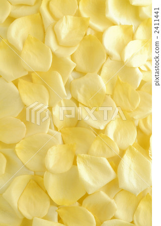 Rose petal yellow 2411441