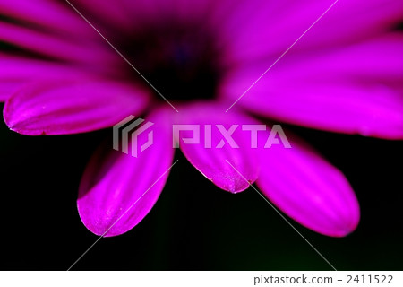 Osteopoulmum flowers 2411522