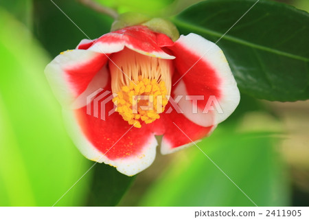 Tamagaura camellia 2411905