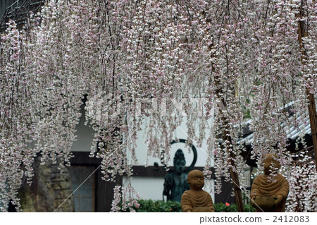 weeping cherry, weeping cherry tree, cherry blossom 2412083