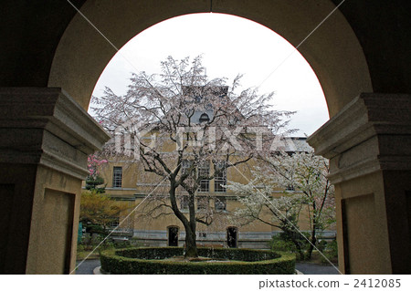 satozakura, prunus donarium, cherry blossom 2412085