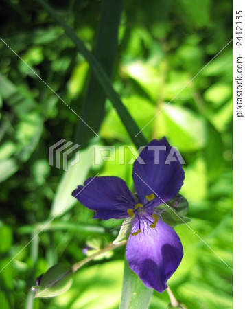 Purple herbs Purple herbs 2412135