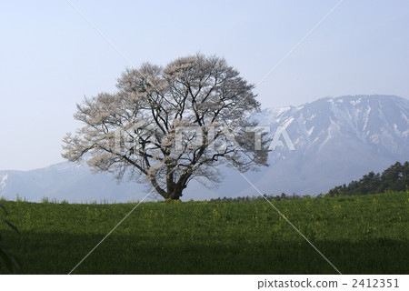 Koiwai農場一棵櫻桃樹 2412351