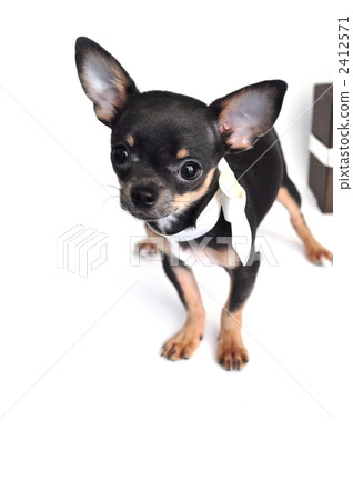 小型犬 玩具狗 吉娃娃 2412571