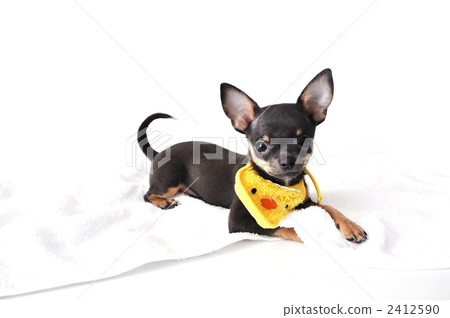 an inside dog, toy dog, small-breed dog 2412590