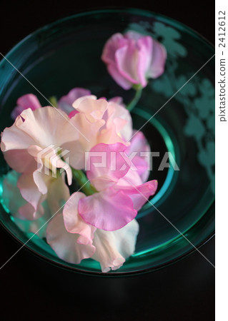 sweet pea, lathyrus, bloom 2412612