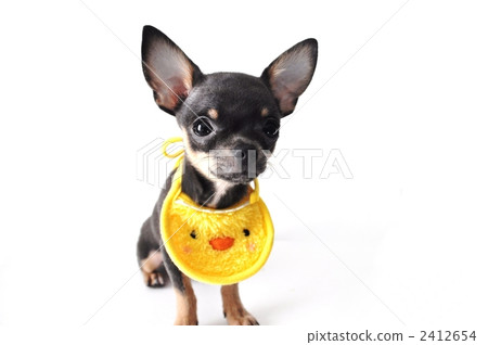 toy dog, small-breed dog, chihuahua 2412654