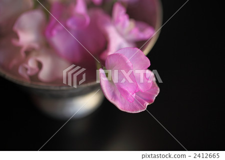 插花藝術 香豌豆 蒼白 2412665