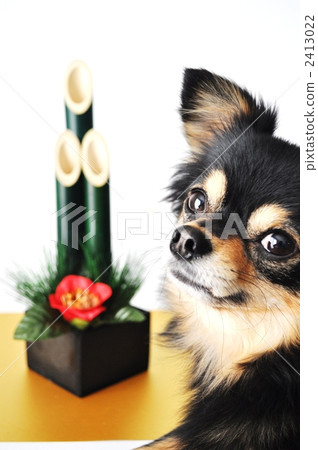 toy dog, small-breed dog, new year's pine decoration 2413022