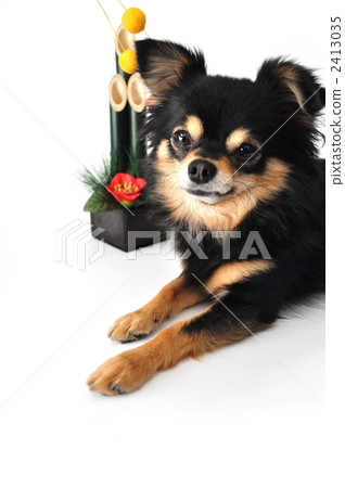 chihuahua, dog, dogs 2413035