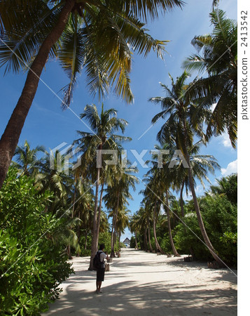 Palm forest 2413542