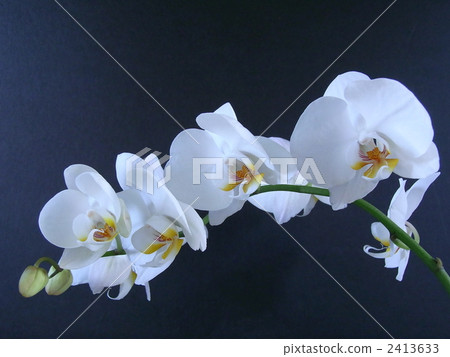 Phalaenopsis orchid  2413633