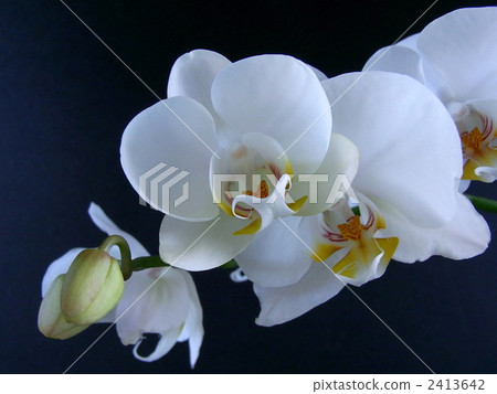 蝴蝶蘭 2413642