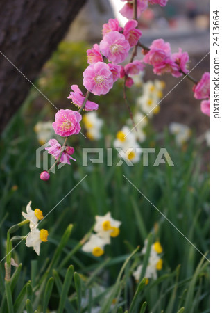 Red plum and Japanese daffodil vertical position 2413664