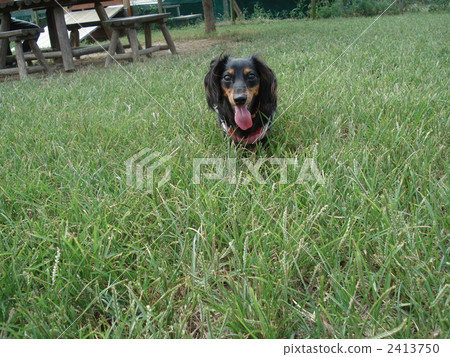 Miniature Dax Black & Tan Miniature Dax Black & Tan 2413750