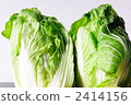 Cabbage 2414156