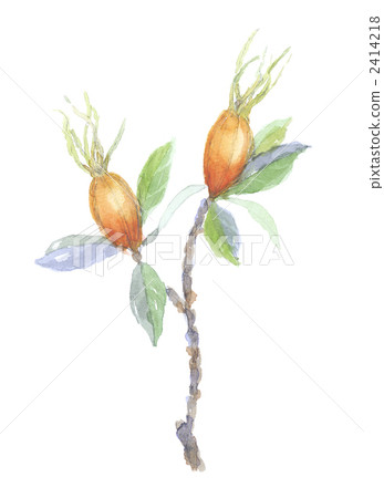 Fruit of gardenia 2414218