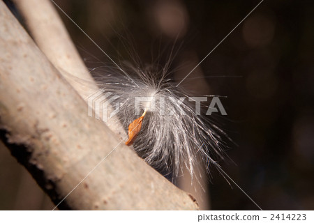 種子加冠的頭髮 2414223