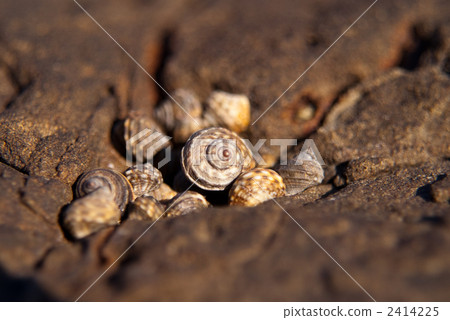 扇貝的岩石 2414225