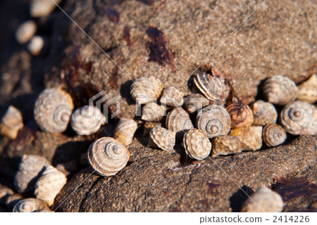 扇貝的岩石 2414226