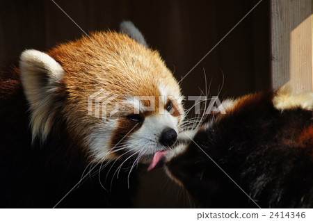 小熊貓 浣熊科 珍稀動物 2414346