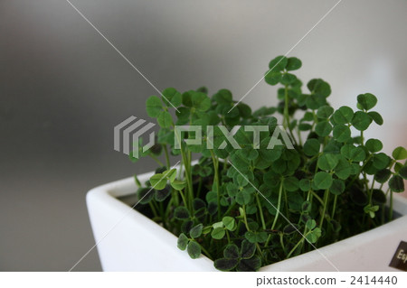 四葉三葉草呼喚幸福 2414440