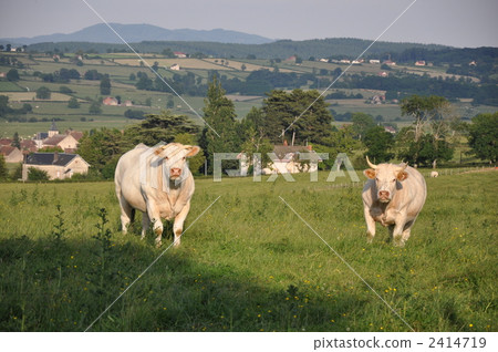 Burgundy cow Burgundy cow 2414719