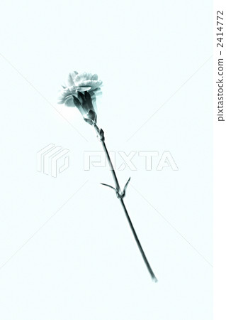 花朵 花 花卉 2414772