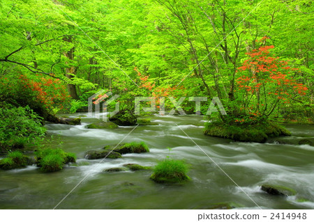 Oirase小河新鮮的綠色·Riki杜鵑花 2414948