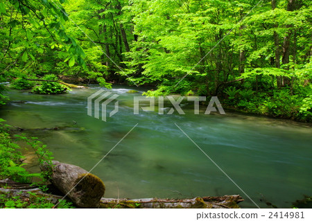 Oirase stream of fresh green 2414981