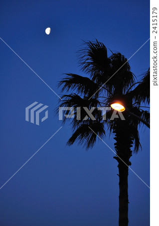 Moon and palm tree 2415179